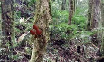 Imagem 2: LAPA - Fazenda - Mato Preto