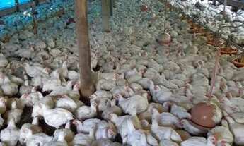 Imagem 7: Sitio de 2 alqueires com produção de frangos integrada - Duartina/SP