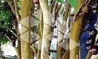 Imagem 4: Terreno 13 x 30 no bairro Santa Helena