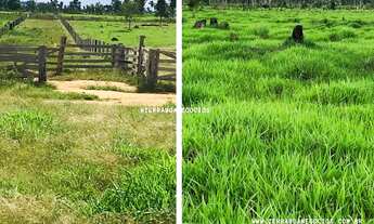 Imagem 2: FAZENDA 197 ALQUEIRES 150 ALQUEIRES EM CAPIM