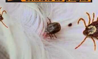 Imagem 1: Dedetização Contra todo tipo de pragas O melhor preço! $%>t<