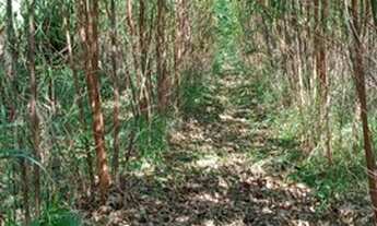 Imagem 2: São Miguel Arcanjo - Chácara - Zona Rural