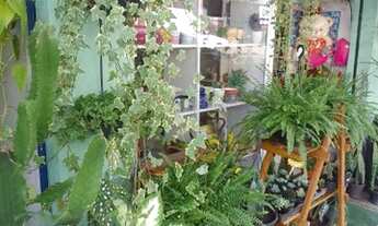 Imagem: Passo ponto Loja de plantas e presentes
