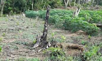 Imagem: Ótima Chácara perto da cidade, com nascente