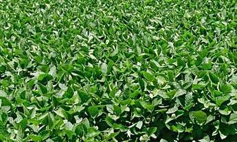 Imagem 4: Angatuba - RURAL - Zonal Rural