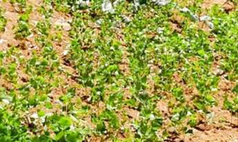 Imagem 4: Sitio em Chapoa Fundão 5mil metros