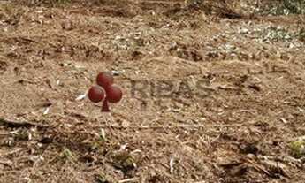 Imagem 5: LAPA - Fazenda - Mato Preto