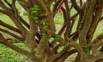 Imagem 3: EMBU GUAÇU - Chácara - CHÁCARA BONANZA