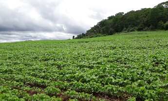 Imagem 5: 206 alqueires em Doverlandia-Go