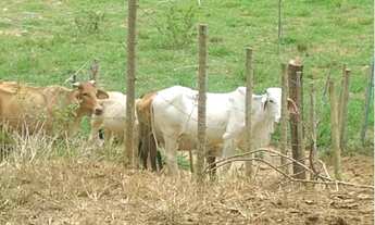 Imagem 6: Vendo terreno com 67,90 hectares -terras legítimas ?córrego da barata? município de Itueta