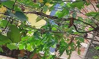 Imagem 6: Casa no parque São Pedro