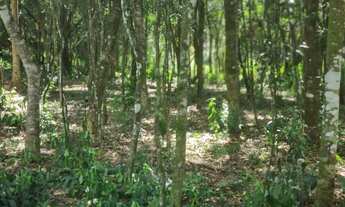 Imagem 8: Lindo terreno Chácara com venda por R$150.000