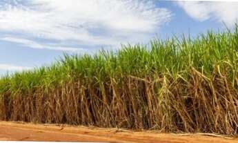 Imagem: 90 cana Plantada Fernandopolis