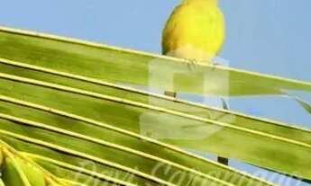 Imagem 3: Apartamento 2 quartos à venda Camboinhas - Niterói/RJ