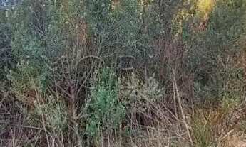 Imagem 2: Terreno próximo ao centro