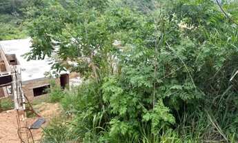 Imagem 4: Meio Lote Castanheira Santa Luzia