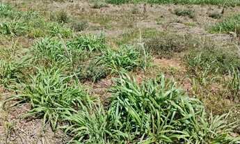 Imagem 2: Lote Para Loteamento ou Condomínio metragem 14.000 m2