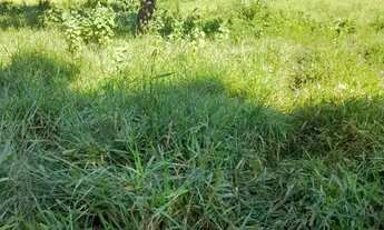 Imagem 5: Fazenda 55 Alqueires BR 414 Cocalzinho de Goiás