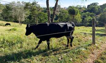 Imagem 7: Chácara em Rubiataba-go 5,4 alqueires