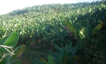 Imagem 4: Terreno com Pimenta e café