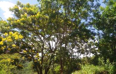 Imagem 6: Fazendinhas de 20.000m² na grande Belo Horizonte