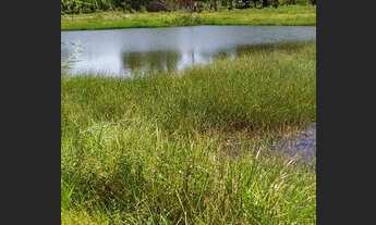 Imagem 2: Propriedade em Nina Rodrigues-MA 50 hectares