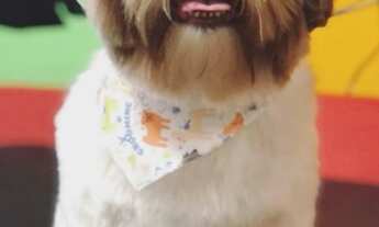 Imagem: EU E ESSE SER ESPECIAL PROCURAMOS UM LAR