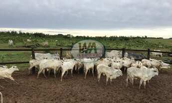 Imagem 2: Fazenda com preço de oportunidade em Recursolândia- TO