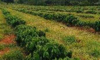 Imagem: Passo terreno com café