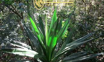 Imagem 6: Lote de 2.100 m2 em Nova Lima, Minas Gerais