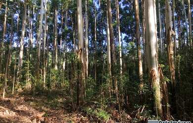 Imagem 7: Sítio / Chácara para Venda em Gramado, Serra Grande