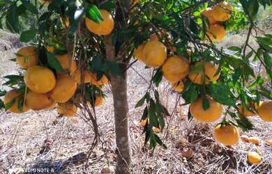 Imagem 4: Baixadão de 10 ha, terra de primeira, as margens do rio, excelente casa ,Jaboticatubas