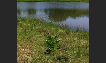 Imagem 5: Propriedade em Nina Rodrigues-MA 50 hectares