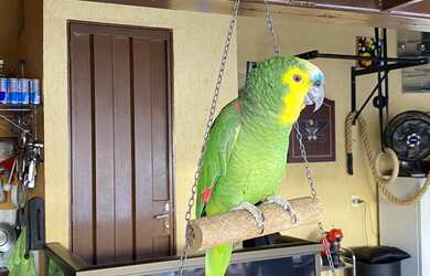 Imagem 7: Duplex para venda com 160 metros quadrados com 3 quartos em Nova Granada - Belo Horizonte