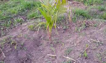 Imagem 5: Sítio medindo 50 de frente por 60 de fundo