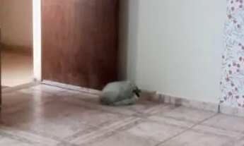 Imagem 3: Apartamento em Guaianazes - Fazenda Do Carmo