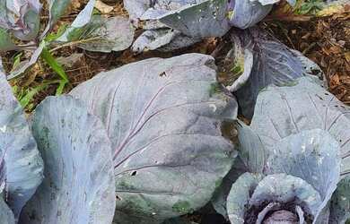 Imagem 7: Fazenda Santa Clara em Itapuã