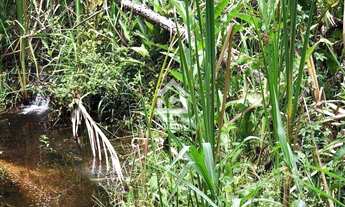 Imagem 4: Área 397.103 m², a 1,5 km da BR 116 São Lourenço/Juquitiba