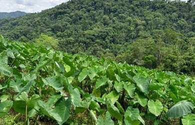 Imagem 5: Fazenda Tapirai-sp 29 Alqueires
