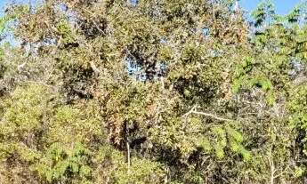 Imagem 3: Vendo excelente lote de 462m² na região do Tororó - Jardim Botânico (DF-140