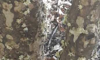 Imagem 7: Lindo Sítio (cidade de Paraopeba) 1.400 metros, do lado da BR040