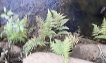 Imagem 3: Chácara Barra das Cruzes Bocaiúva do Sul - PR