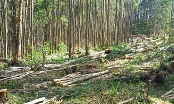 Imagem 5: D7-Chácara para venda possui 2,500 metros quadrados em aterrado - Salesópolis - São Paulo