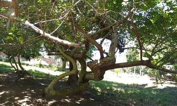 Imagem 4: Chácara em Abrantes