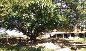 Imagem 7: Chácara em Abrantes