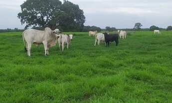 Imagem 6: Vendo . fazenda com 915.alqueiros Divinópolis Tocantins
