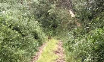 Imagem: Sítio / Chácara para Venda em Gramado