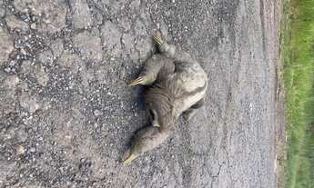 Imagem 4: R5- Imóvel para venda tem 1.000m2 em Mairiporã-SP