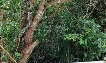 Imagem 5: Duplex Aluguel anual com 2 quartos Ingleses - Florianópolis