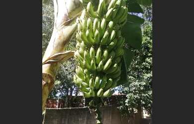 Imagem 6: Chácara no Recanto dos Dourados em Campinas